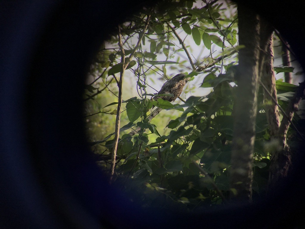 Gray Nightjar - ML178282111