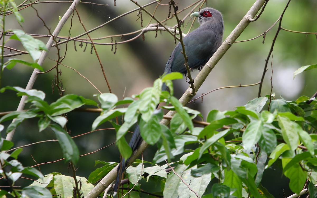 Green-billed Malkoha - ML178285831