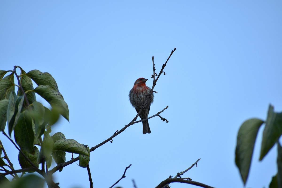 House Finch - ML178286571