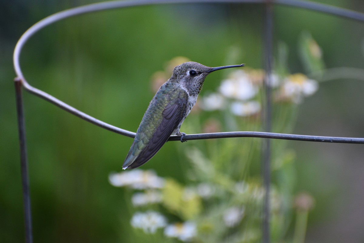 Anna's Hummingbird - ML178286601