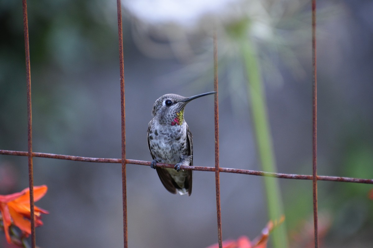Anna's Hummingbird - Gavin Pugsley