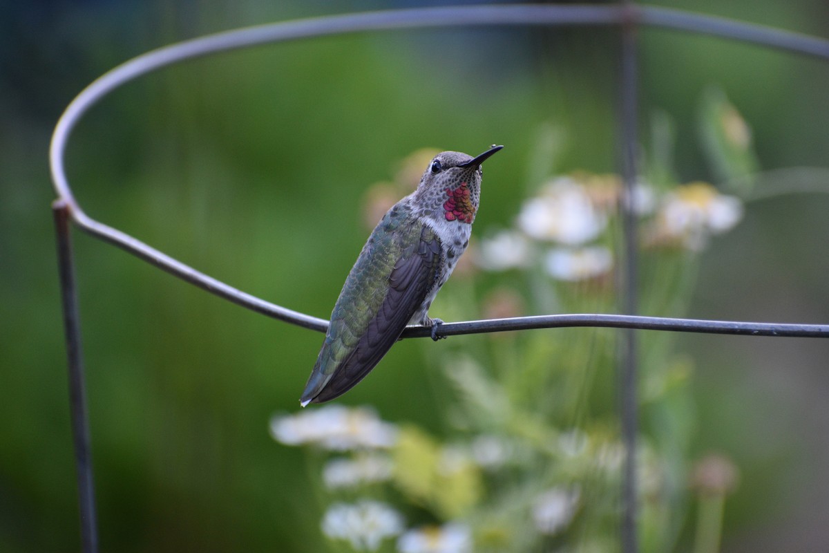 Anna's Hummingbird - ML178286631