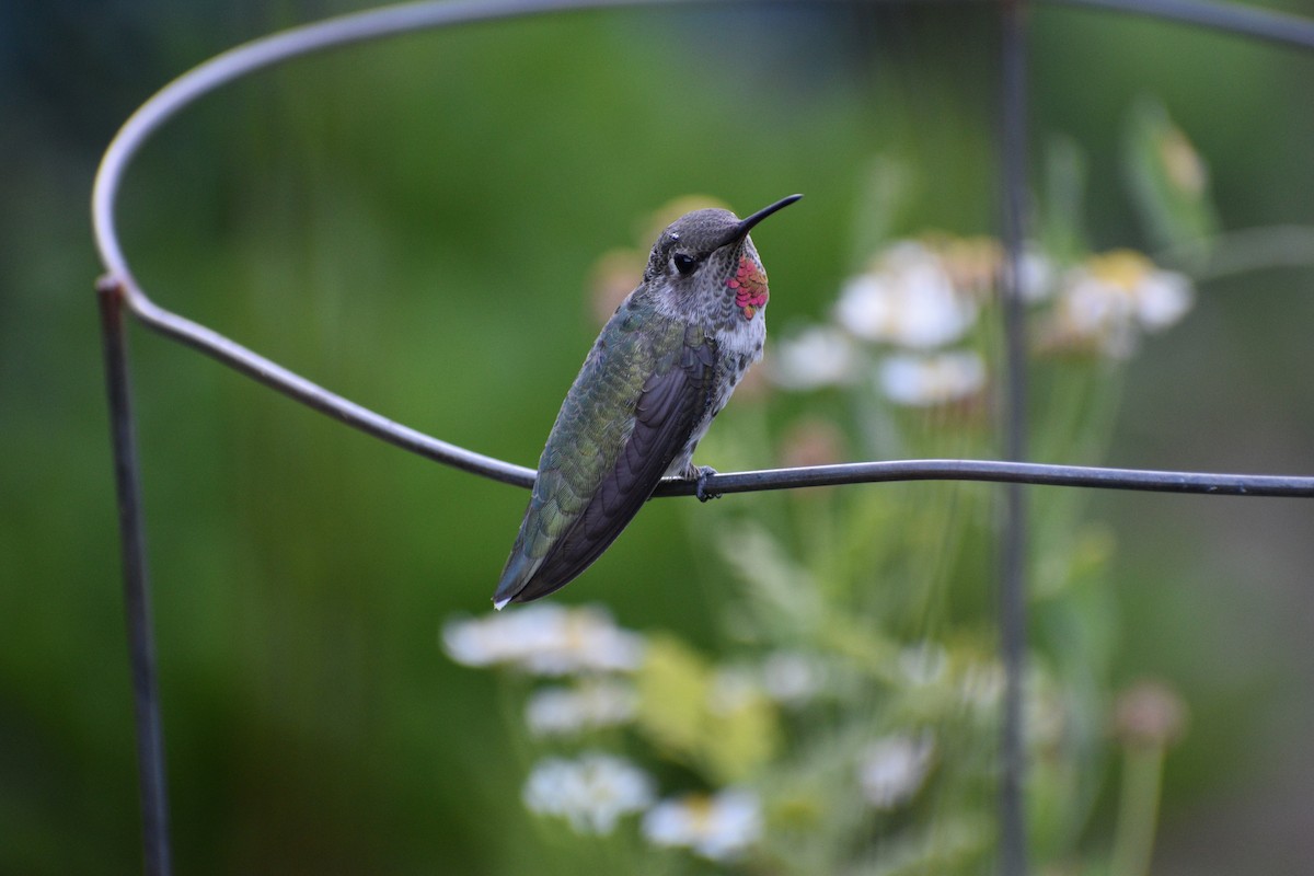 Anna's Hummingbird - ML178286651