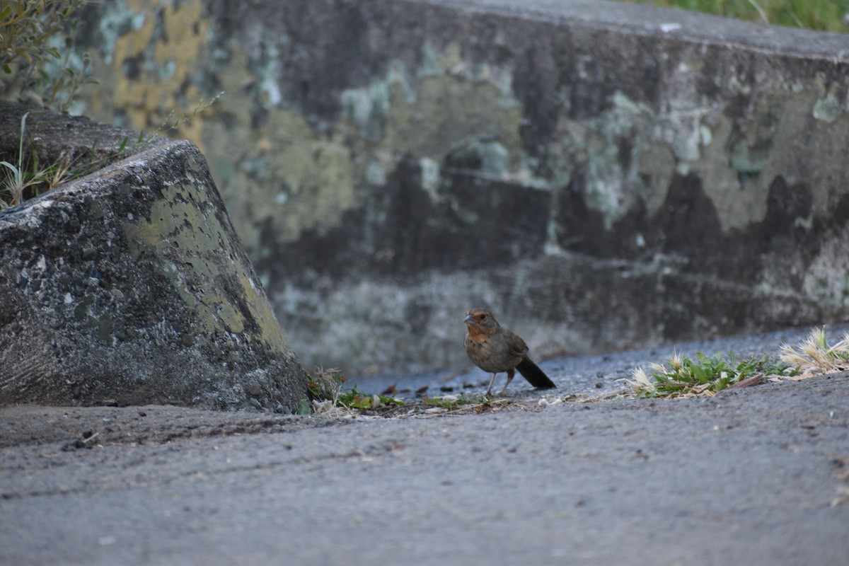 California Towhee - ML178288181