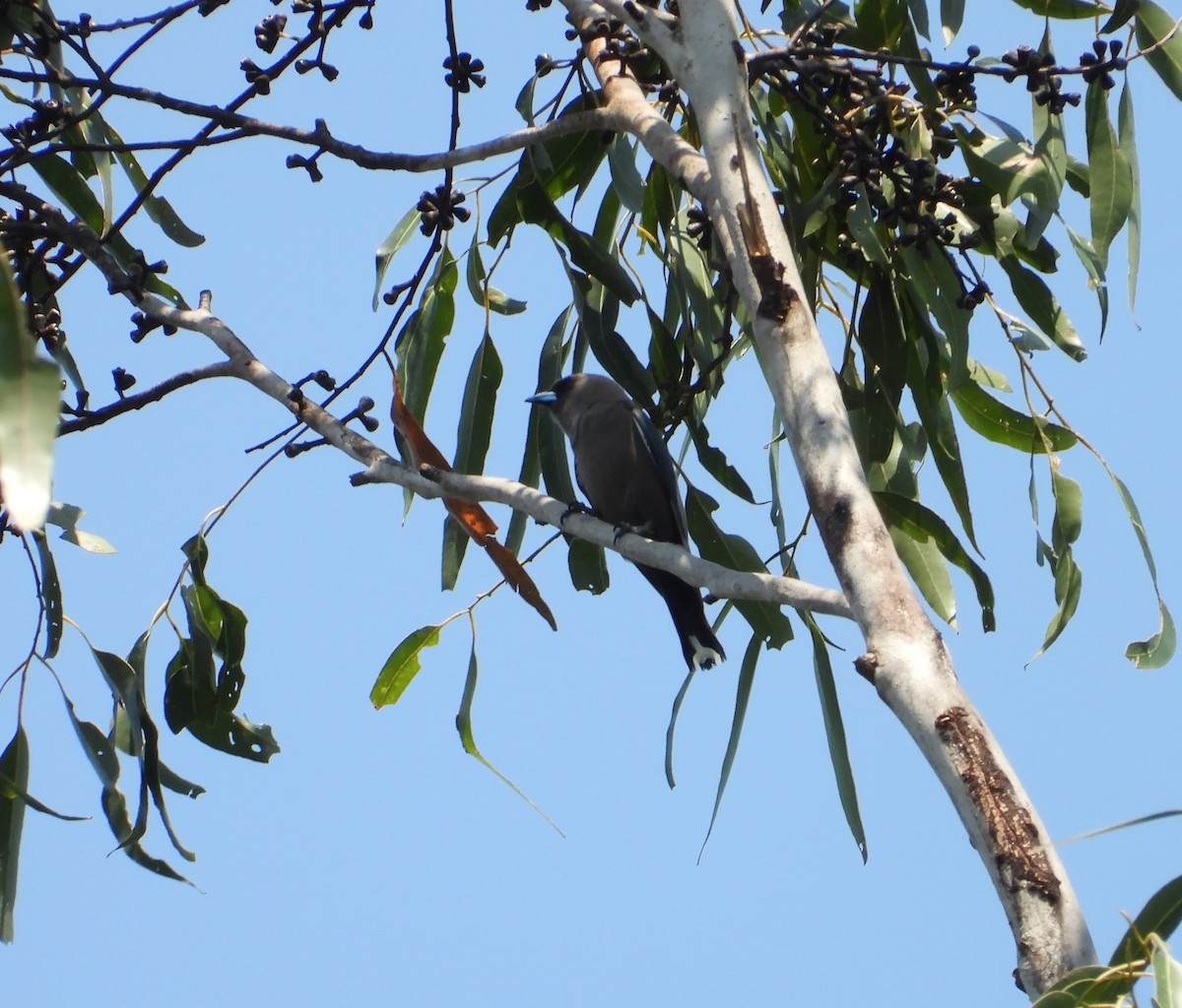 Dusky Woodswallow - ML178289101