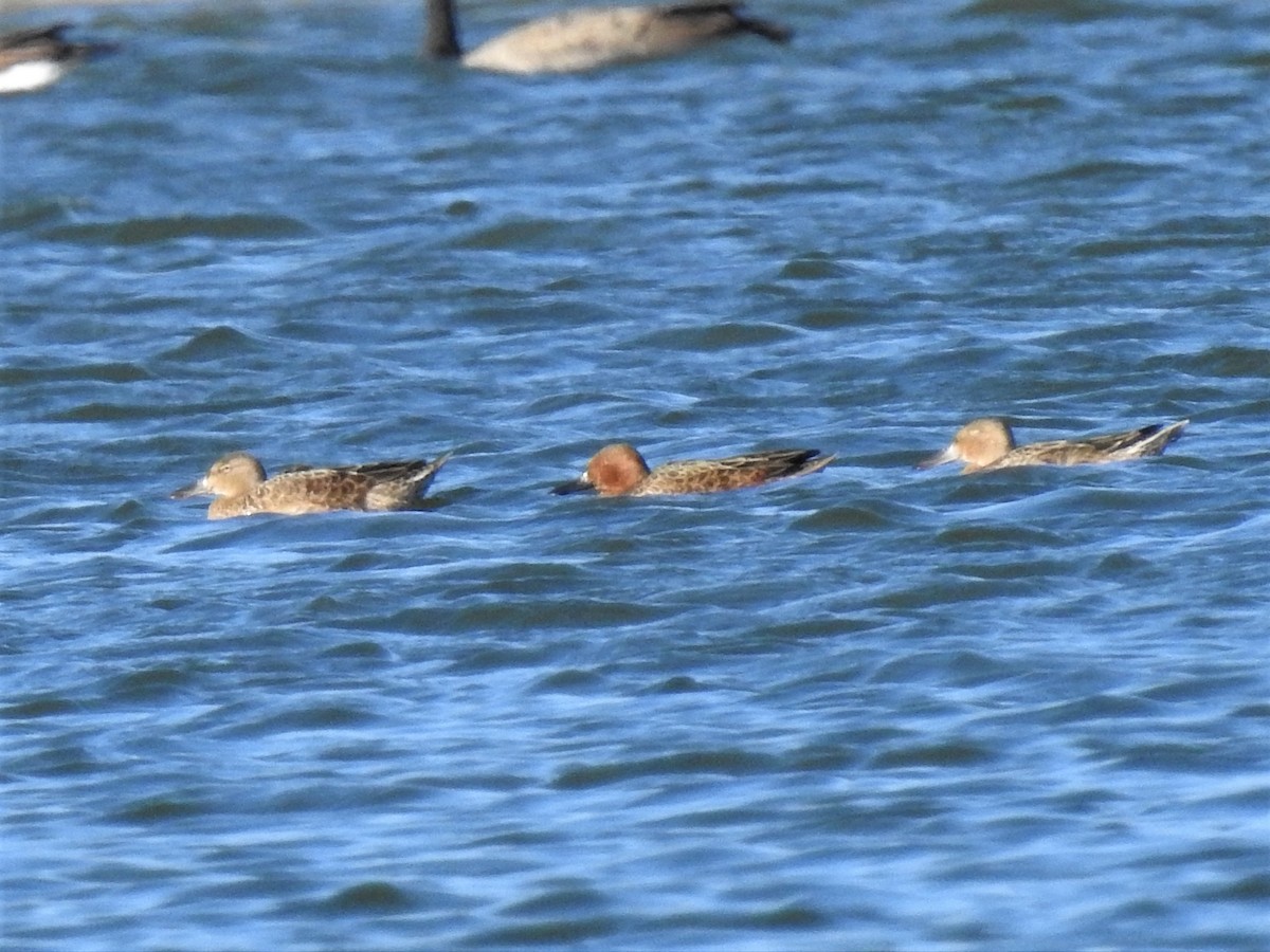 Cinnamon Teal - ML178289611