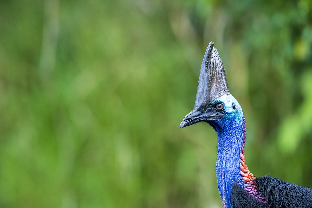 Southern Cassowary - Laurie Ross | Tracks Birding & Photography Tours