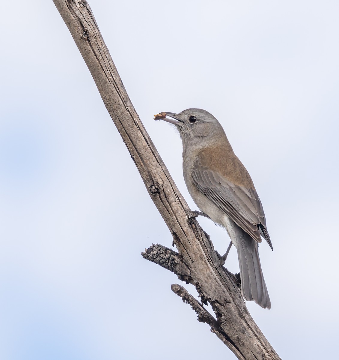 Gray Shrikethrush - ML178290571