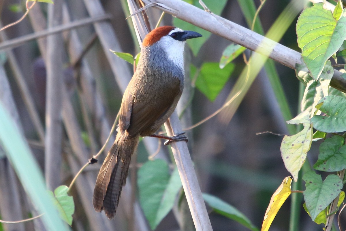 Chestnut-capped Babbler - Bhaarat Vyas