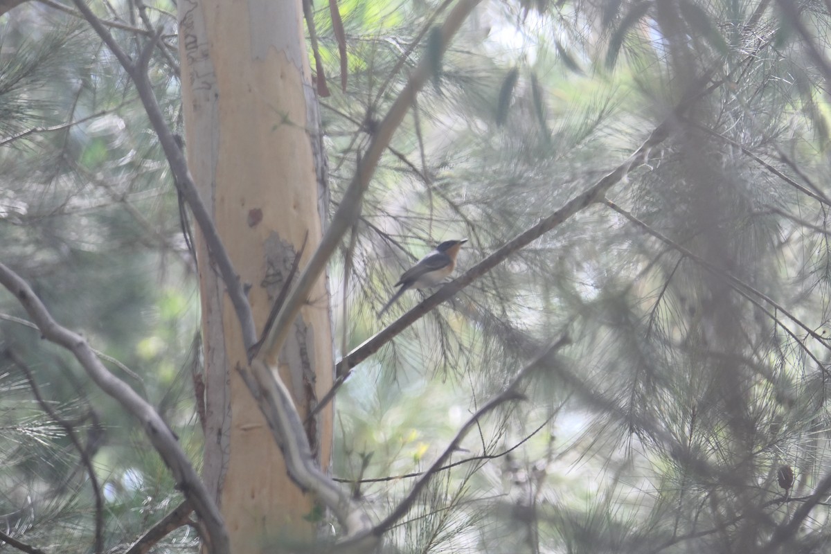 Leaden Flycatcher - ML178292461