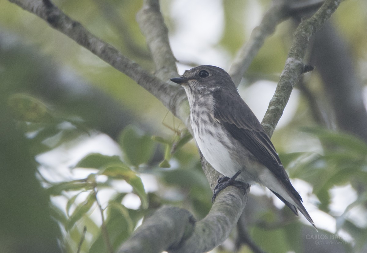 Gray-streaked Flycatcher - ML178292771