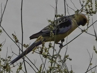 Crimson Rosella (Yellow) - ML178294671