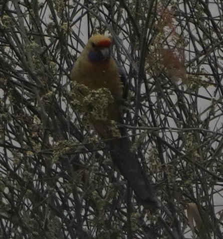 Crimson Rosella (Yellow) - ML178294681