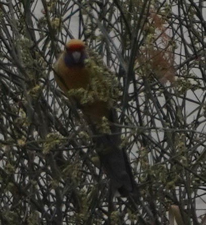 Crimson Rosella (Yellow) - ML178294691