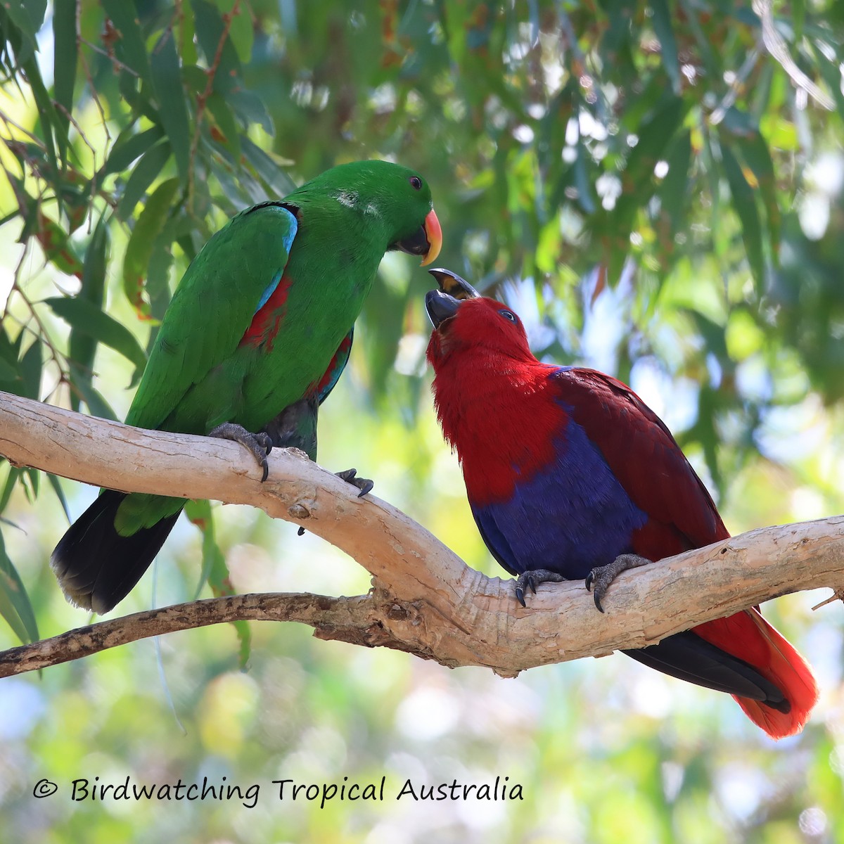 Papuan Eclectus - ML178297151