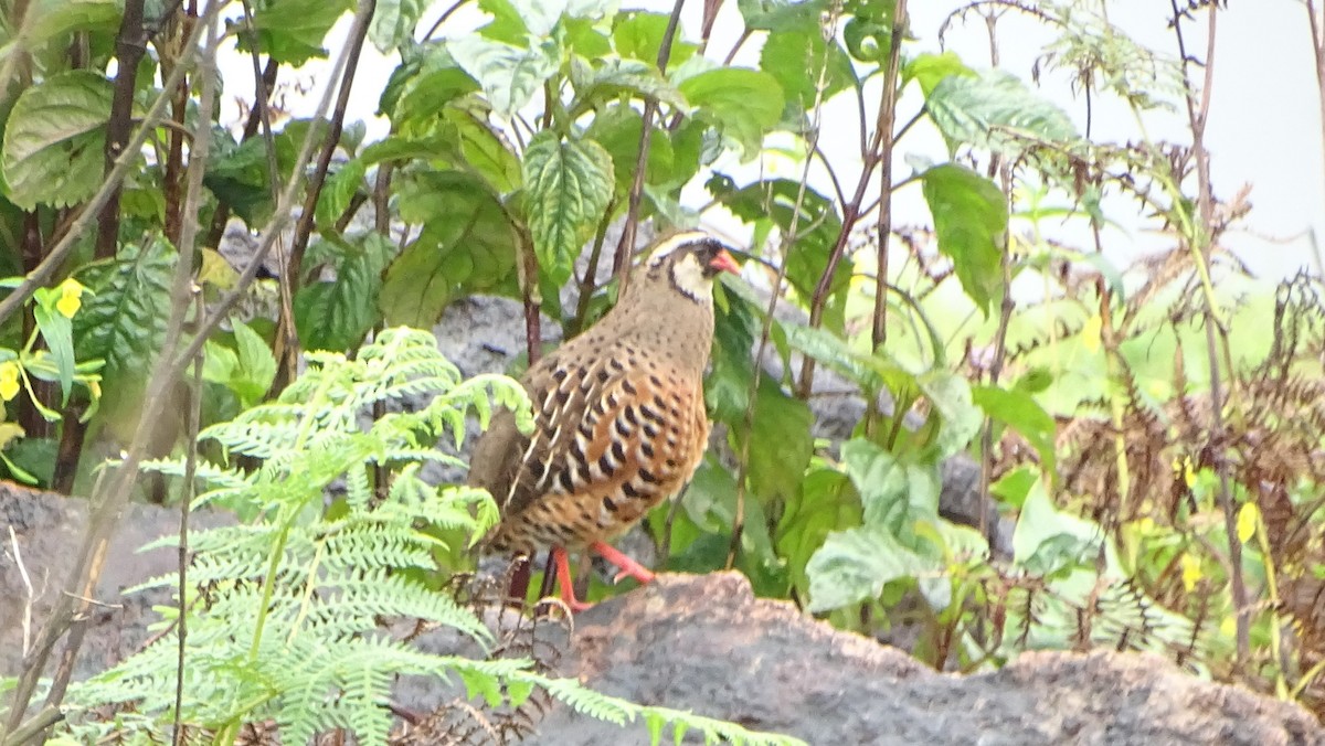 Painted Bush-Quail - Pradnyavant Mane