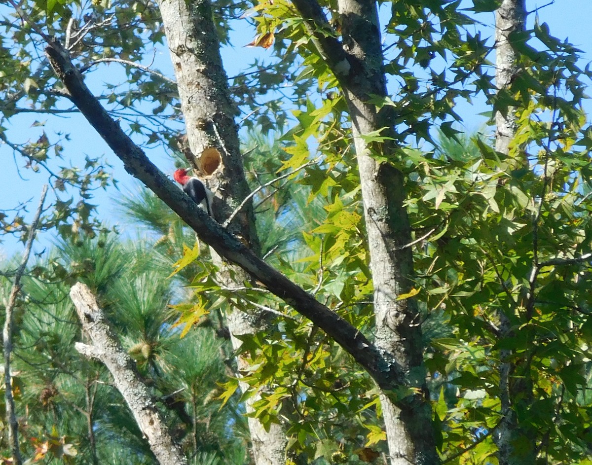 Pic à tête rouge - ML178298901