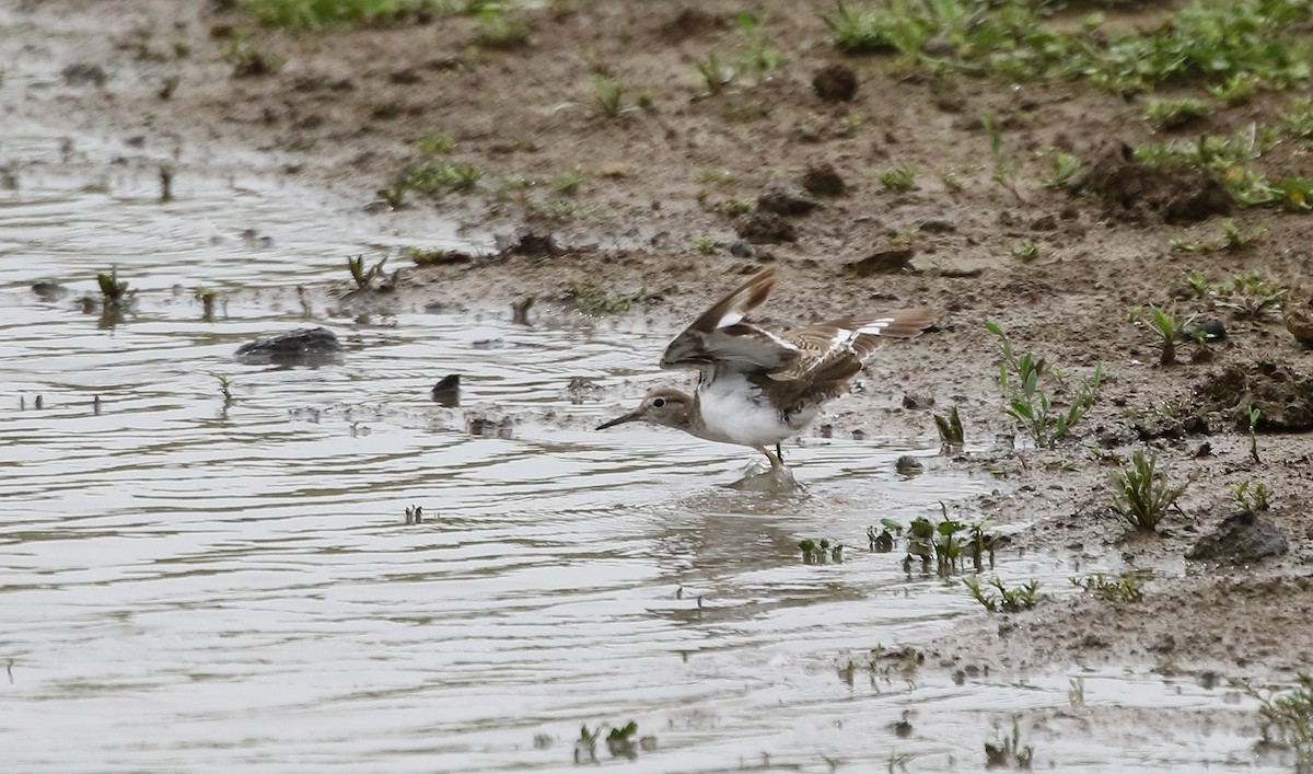 Common Sandpiper - ML178300051