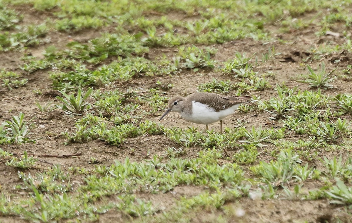 Common Sandpiper - ML178300061