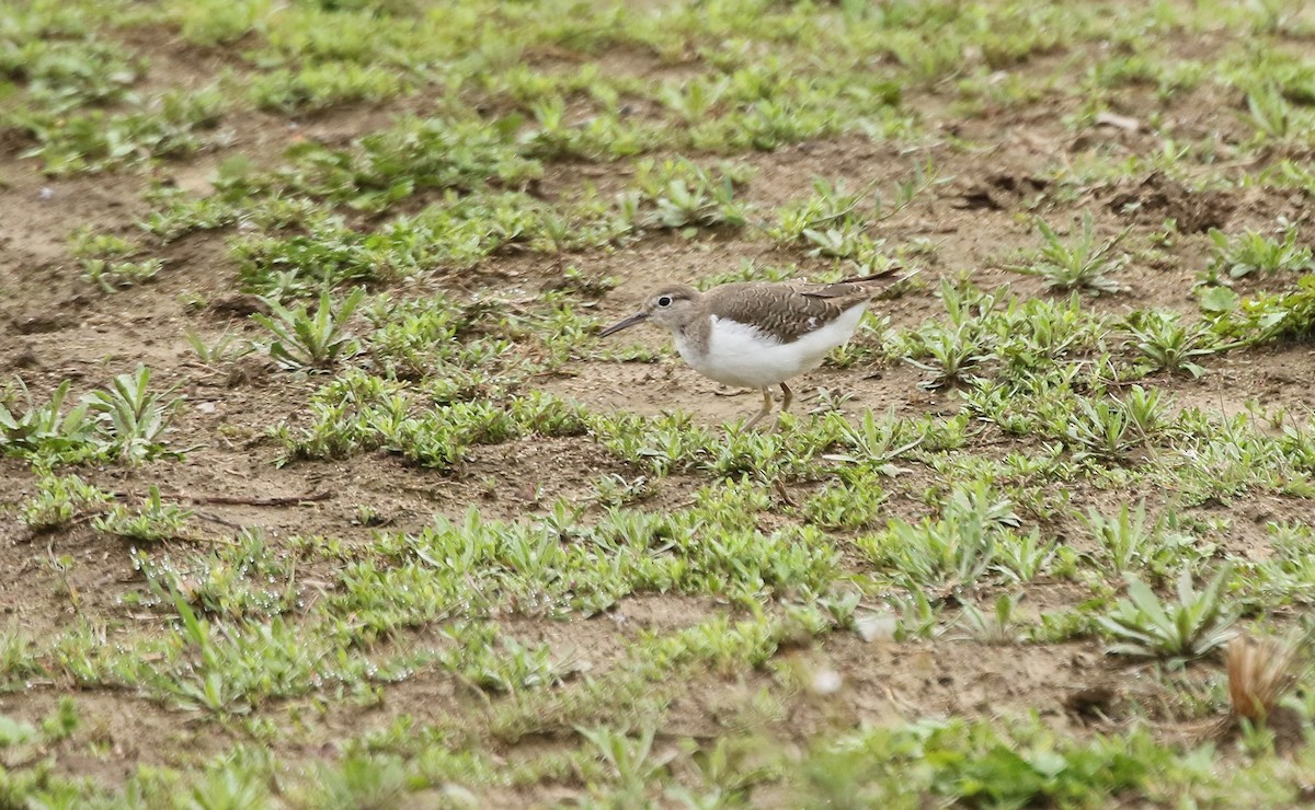 Common Sandpiper - ML178300071