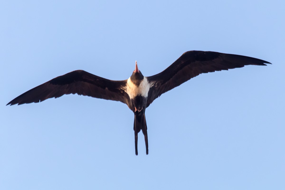 Lesser Frigatebird - Andrew Allen