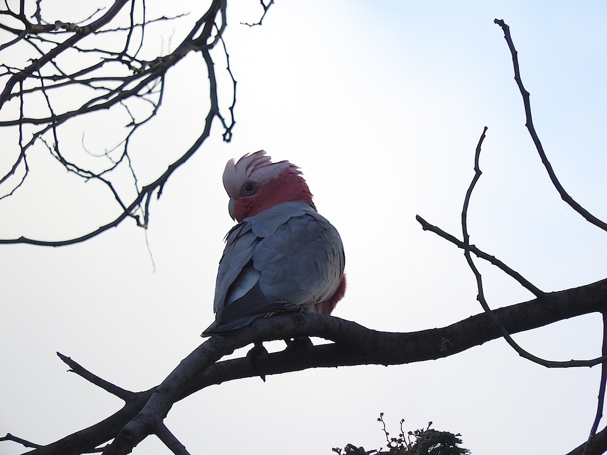 Cacatúa Galah - ML178300321