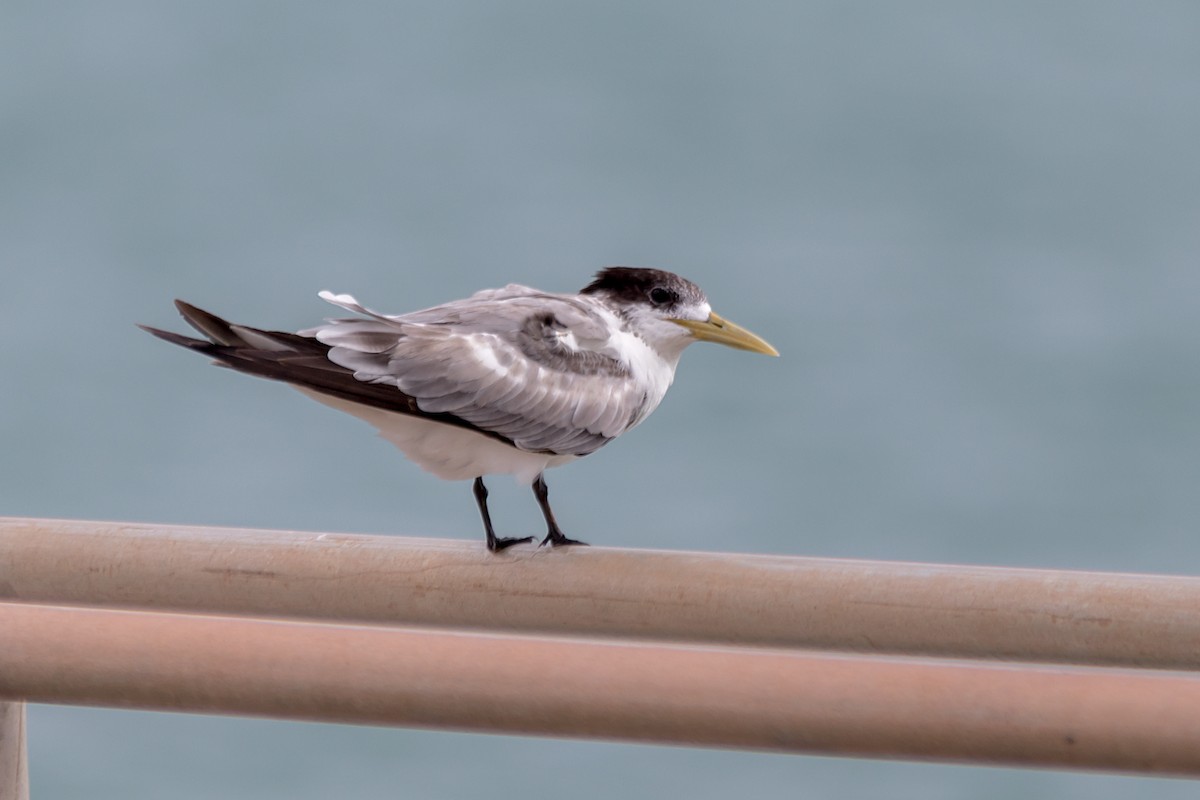 Great Crested Tern - ML178300971