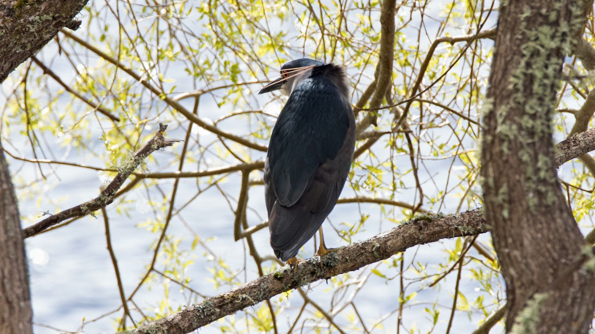 Black-crowned Night Heron - Ken Pulvino
