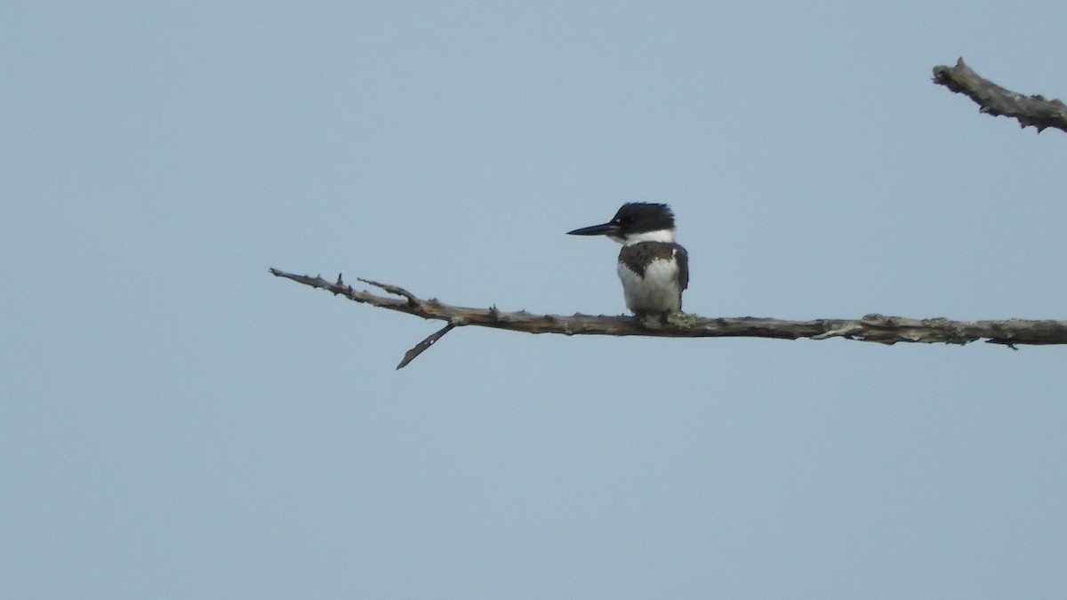 Belted Kingfisher - Shane Carroll