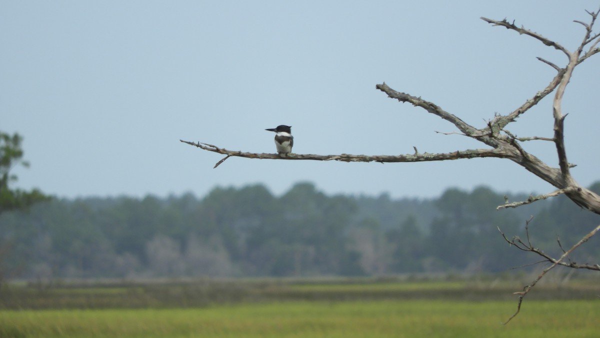 Belted Kingfisher - Shane Carroll
