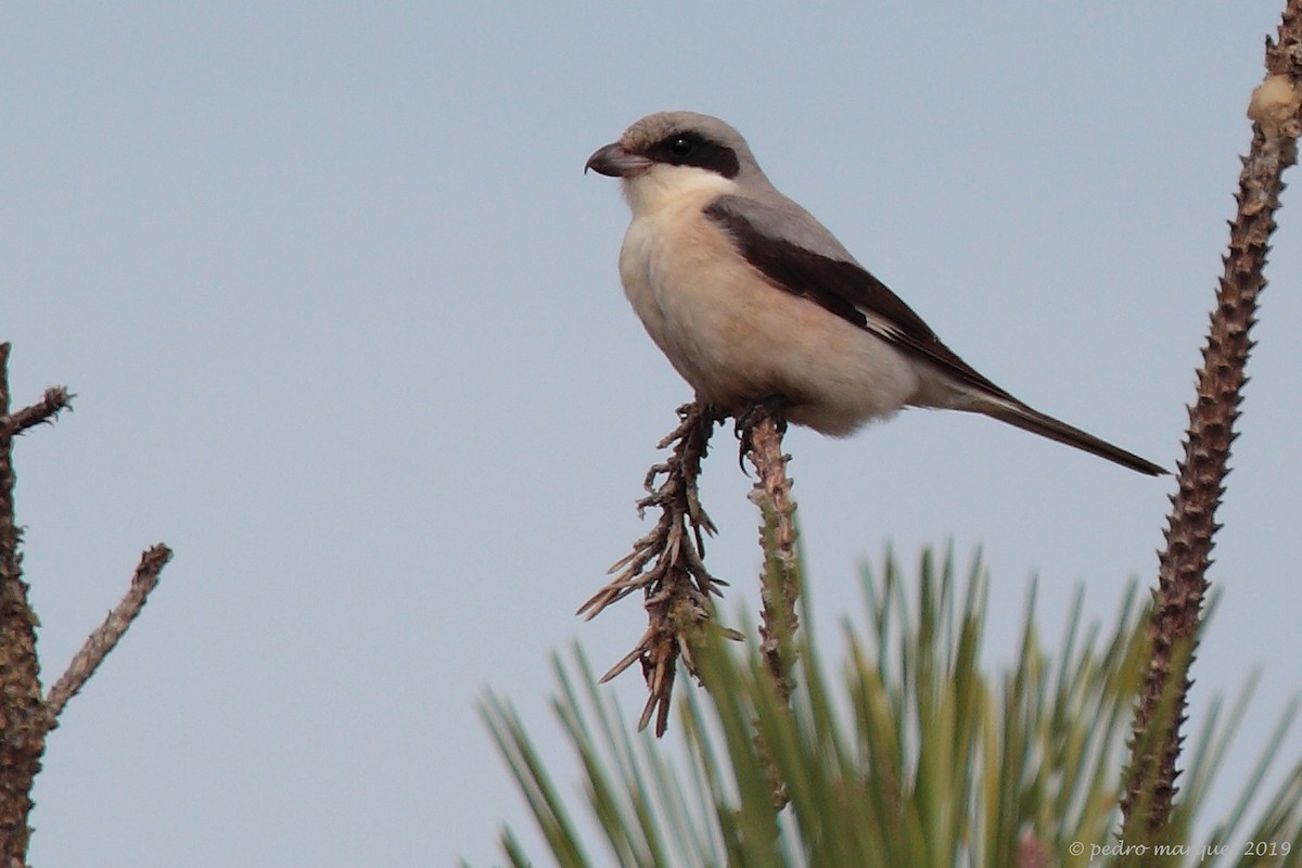 Lesser Gray Shrike - Pedro Marques