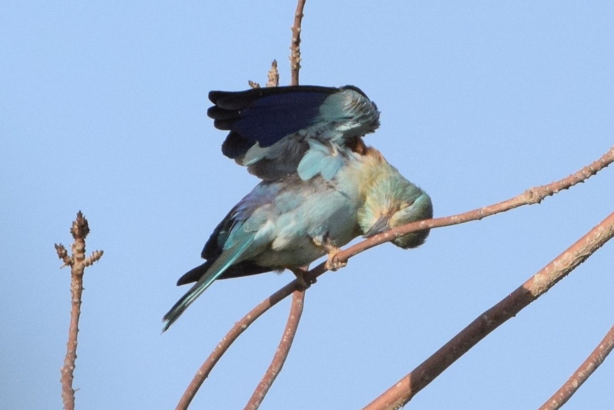 European Roller - Andy Zhang