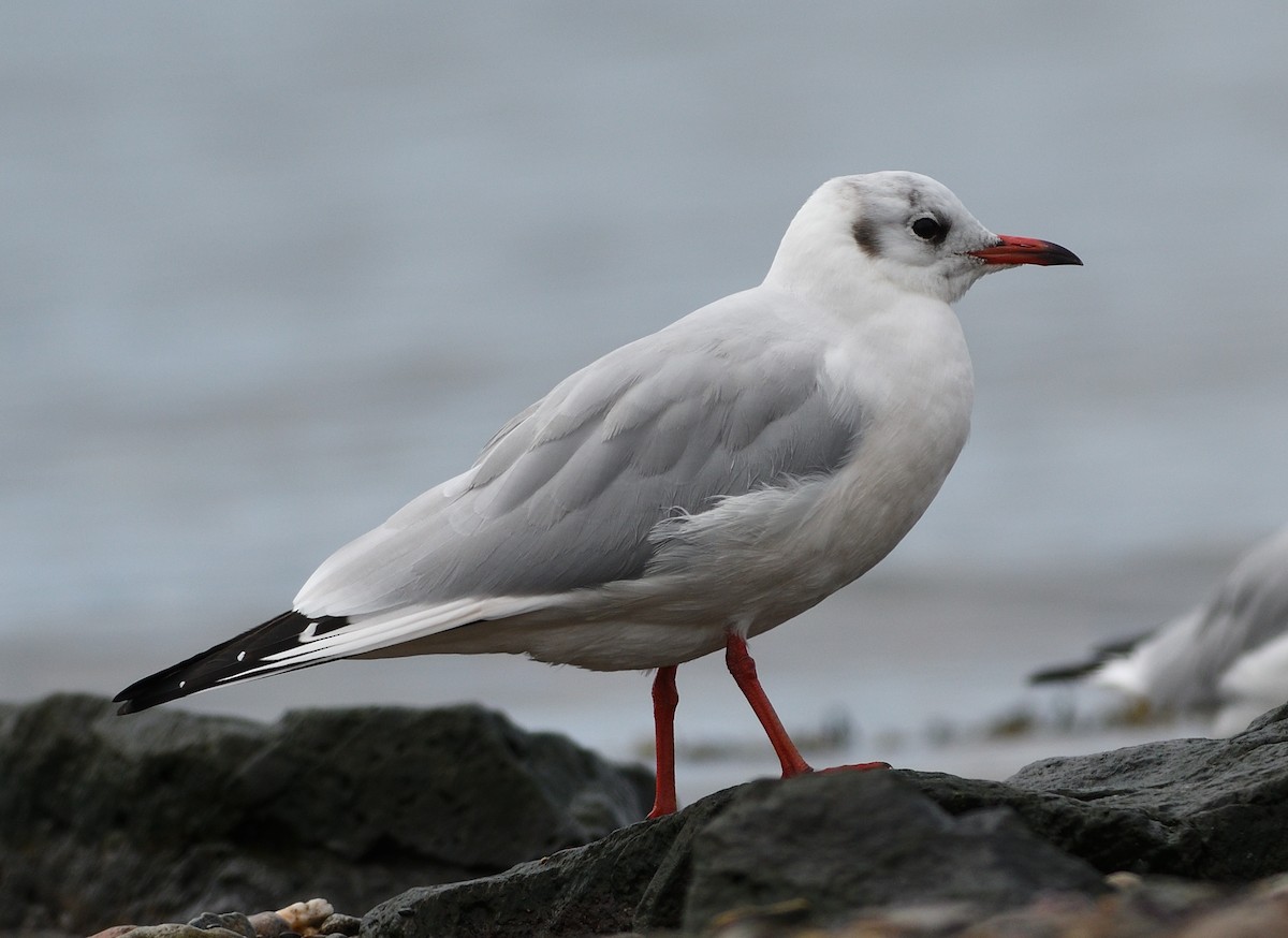 Mouette rieuse - ML178307511
