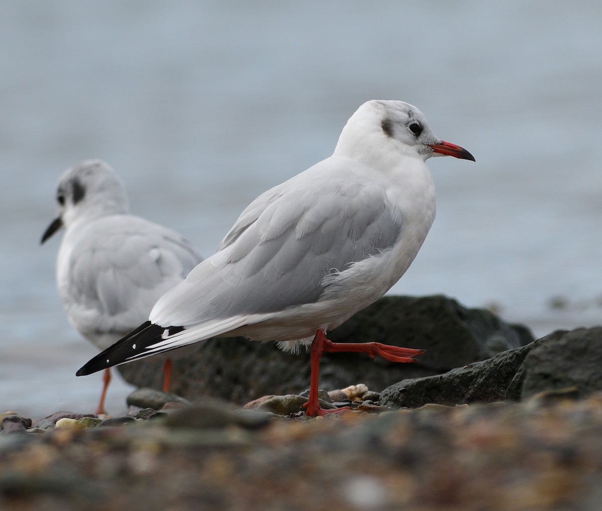 Mouette rieuse - ML178307591