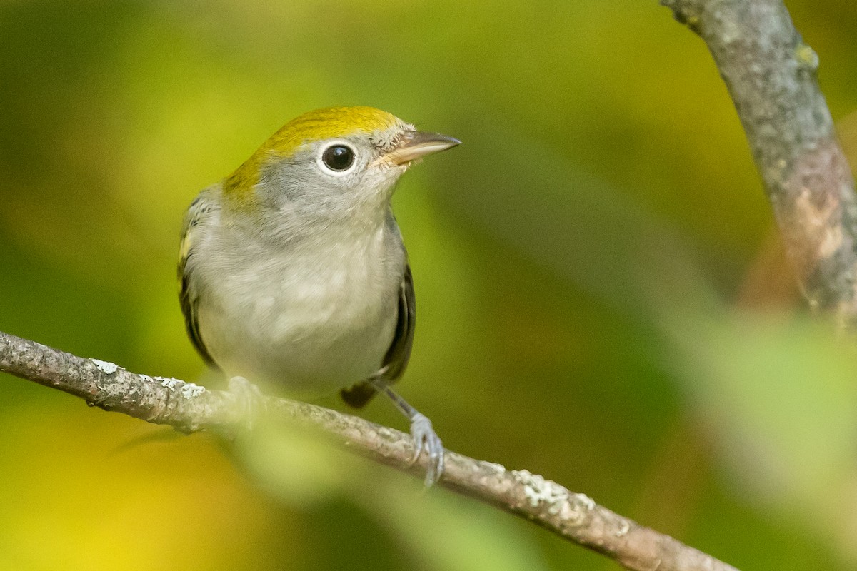 Chestnut-sided Warbler - ML178307661