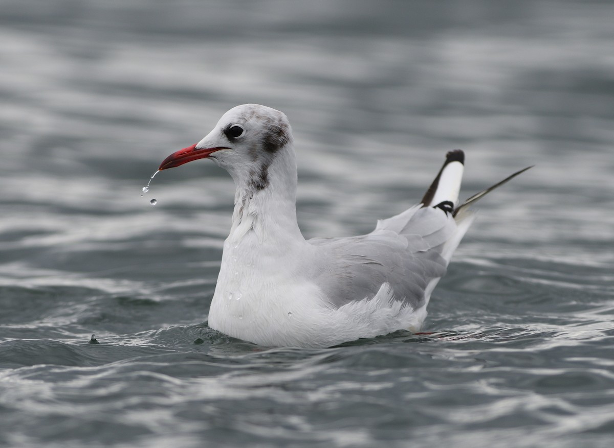 Mouette rieuse - ML178307681