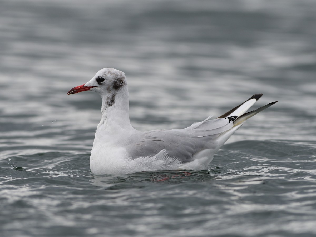 Mouette rieuse - ML178307811