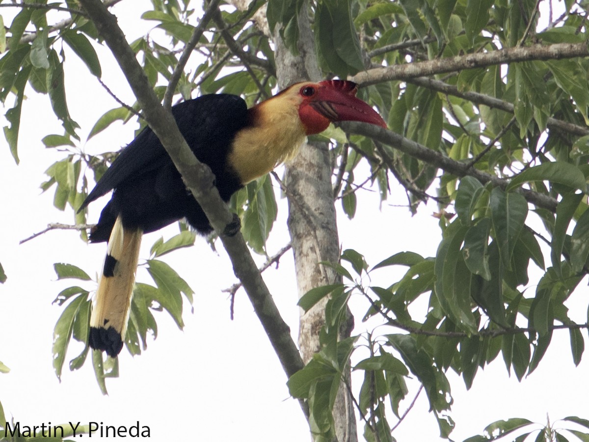Writhed Hornbill - Martin Pineda