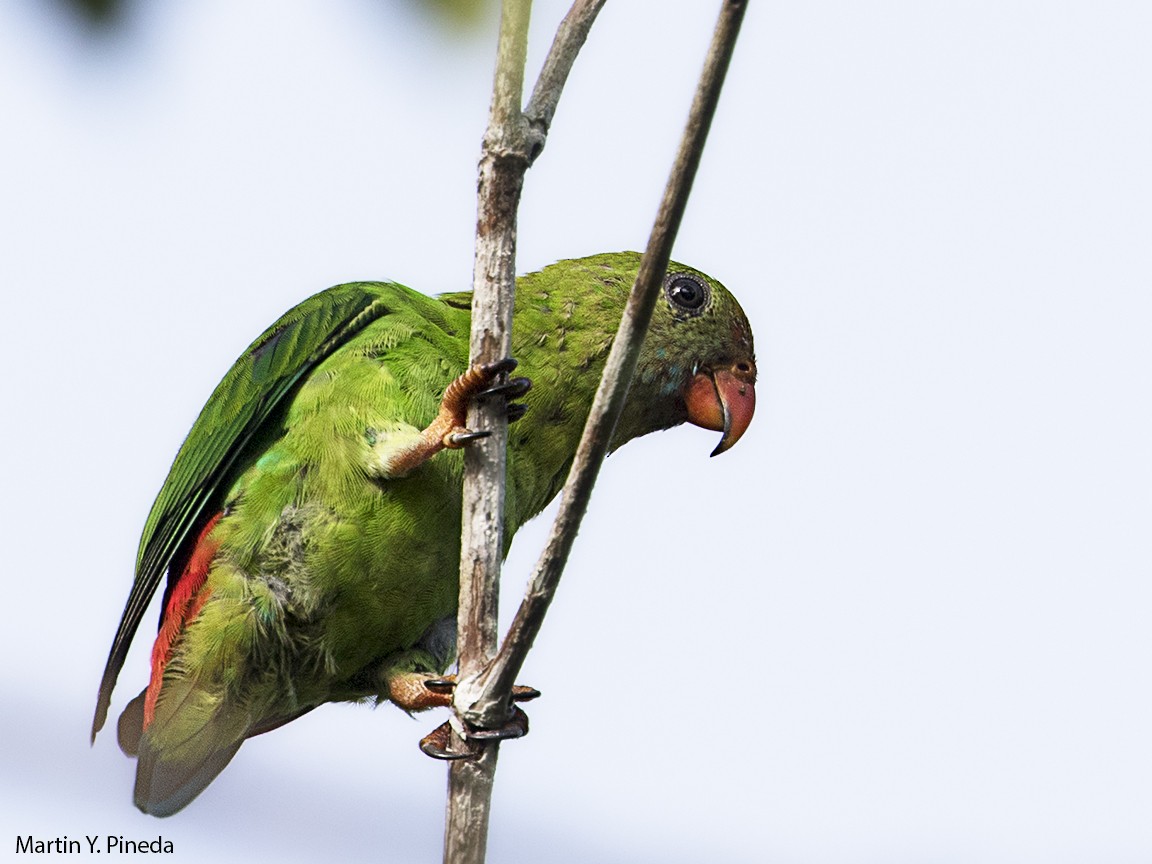 Philippine Hanging-Parrot - Martin Pineda
