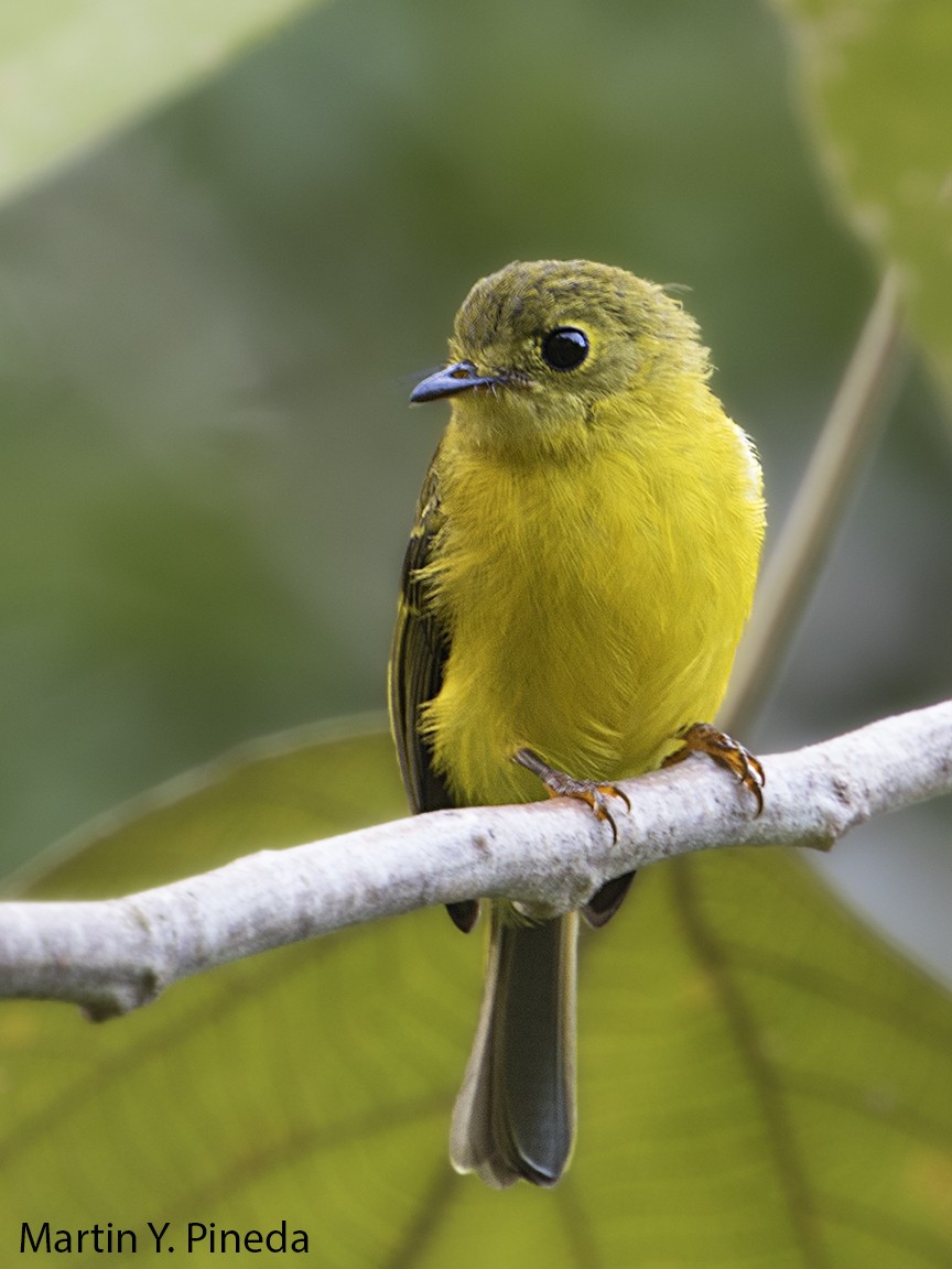 Citrine Canary-Flycatcher - ML178309731