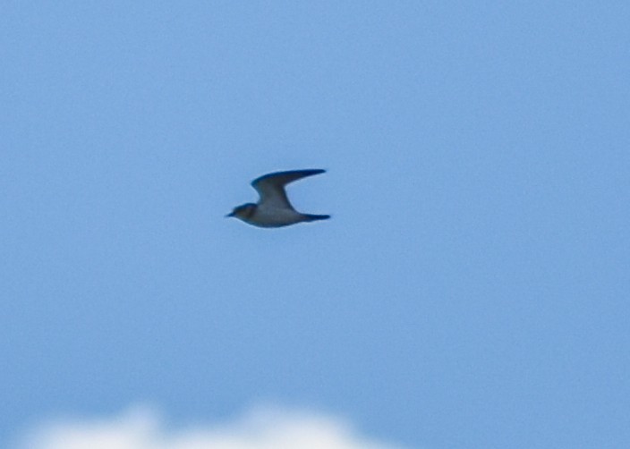 Little Ringed Plover - ML178310071