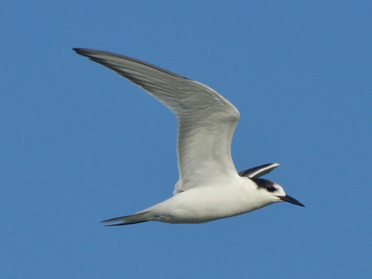 Common Tern - ML178311861