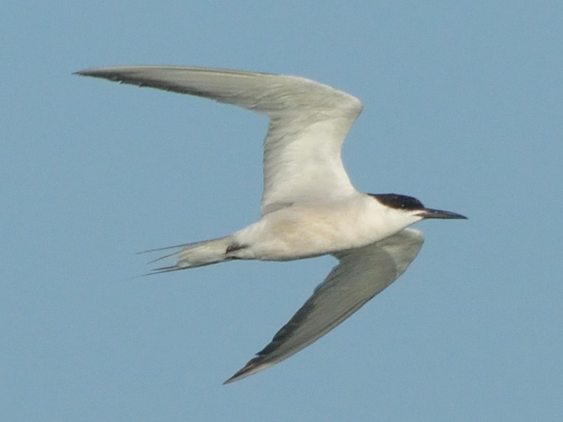 Common Tern - ML178312251