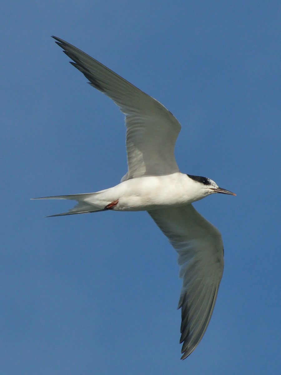 Common Tern - ML178312511