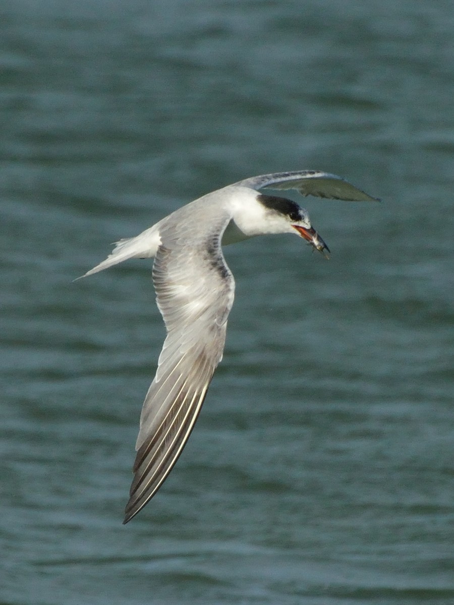 Common Tern - ML178313101