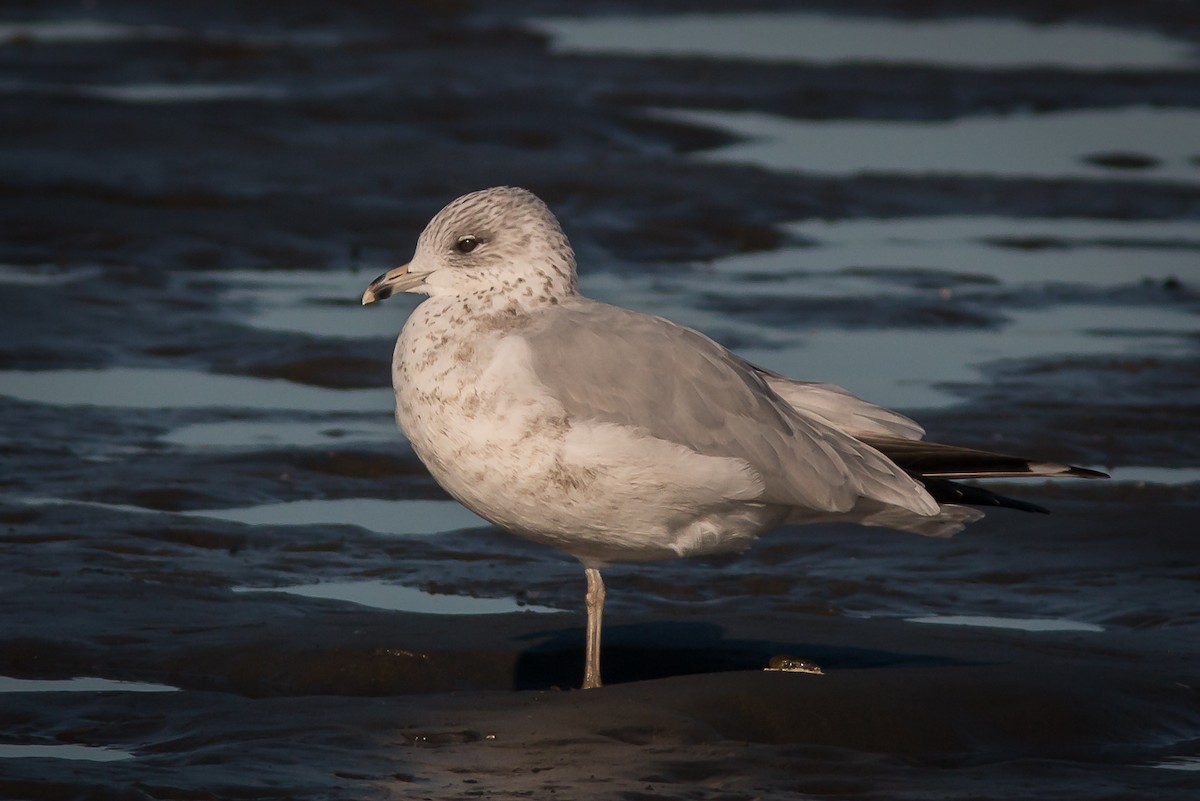 Ring-billed Gull - Terry Boswell