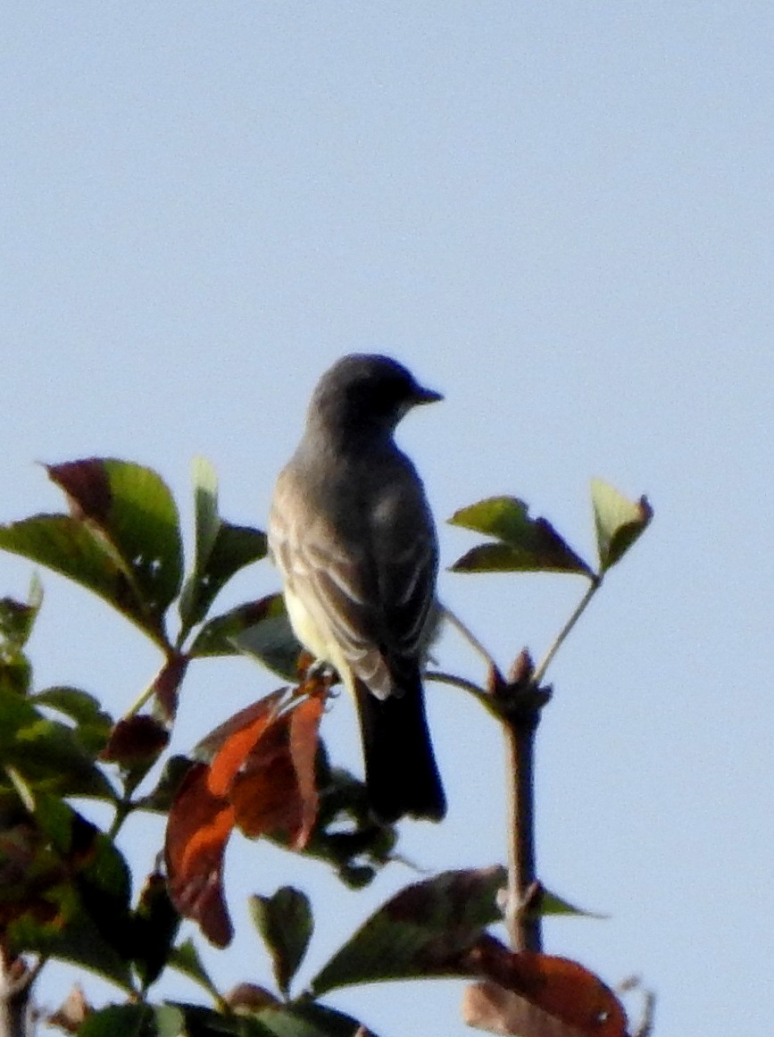 Cassin's Kingbird - Vinod Babu