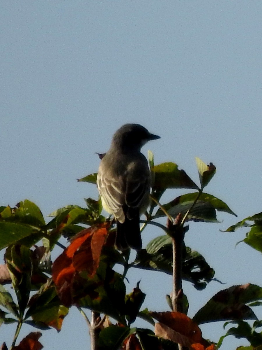 Cassin's Kingbird - Vinod Babu