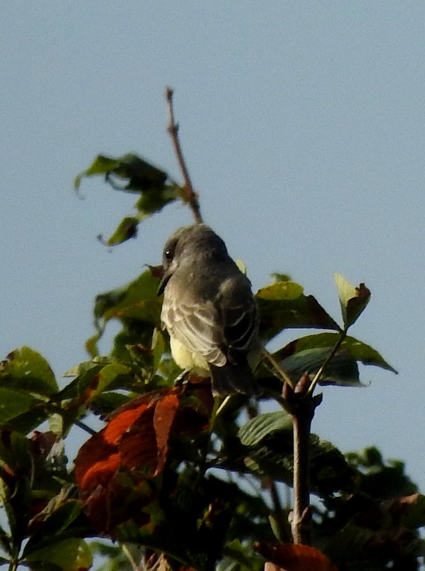 Cassin's Kingbird - Vinod Babu