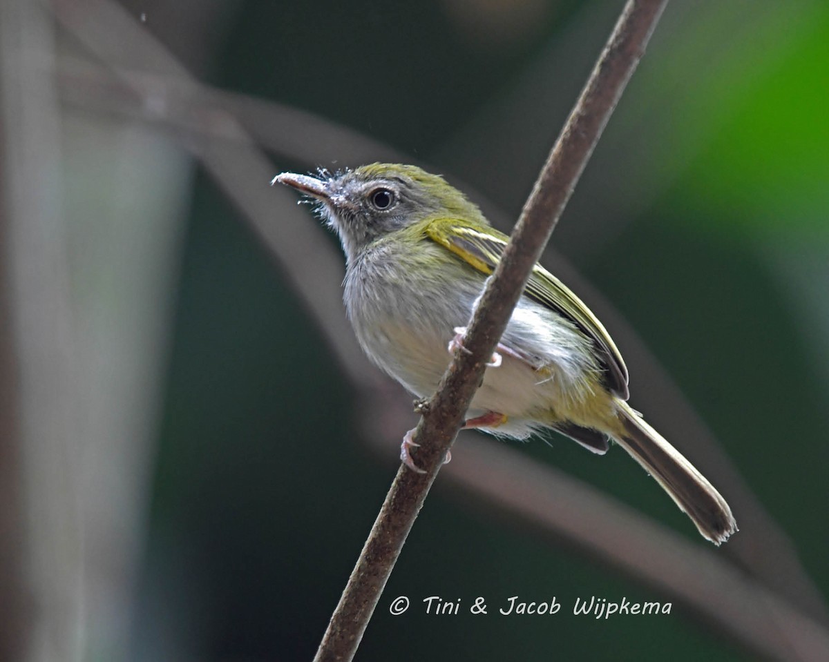 White-bellied Tody-Tyrant - Tini & Jacob Wijpkema